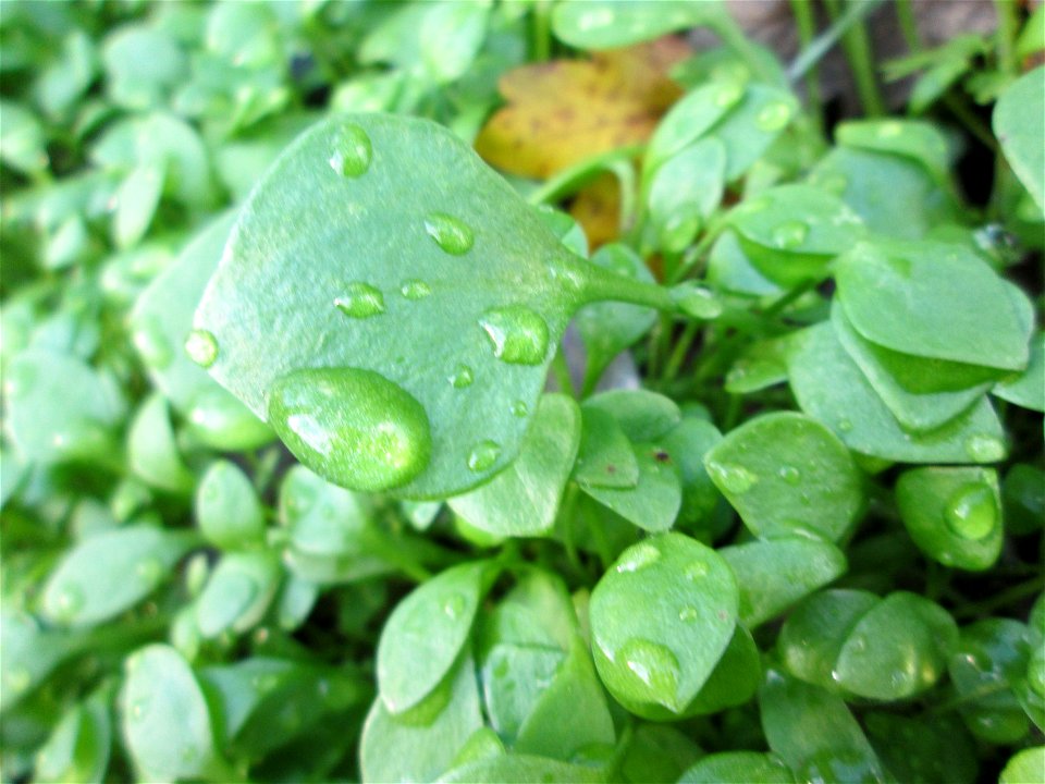Gewöhnliches Tellerkraut oder Kubaspinat (Claytonia perfoliata)  - invasiv an der Böschung der A61 bei Hockenheim - eingeschleppt aus Nordamerika