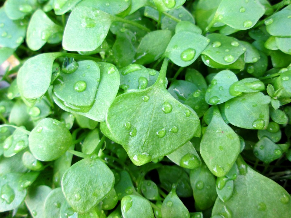 Gewöhnliches Tellerkraut oder Kubaspinat (Claytonia perfoliata)  - invasiv an der Böschung der A61 bei Hockenheim - eingeschleppt aus Nordamerika