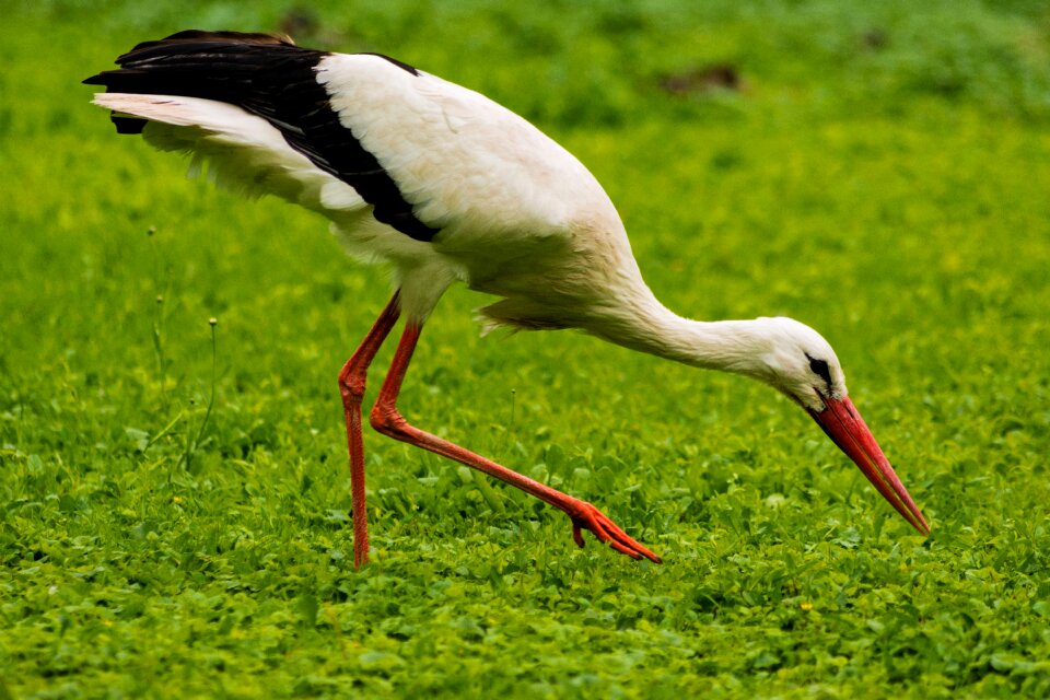 Grass bird landscape