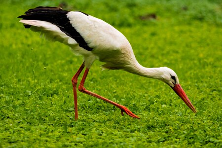 Grass bird landscape photo