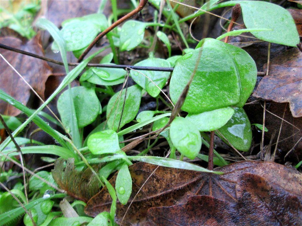 Gewöhnliches Tellerkraut oder Kubaspinat (Claytonia perfoliata)  - invasiv an der Böschung der A61 bei Hockenheim - eingeschleppt aus Nordamerika