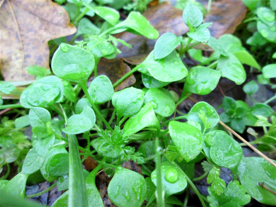 Gewöhnliches Tellerkraut oder Kubaspinat (Claytonia perfoliata)  - invasiv an der Böschung der A61 bei Hockenheim - eingeschleppt aus Nordamerika