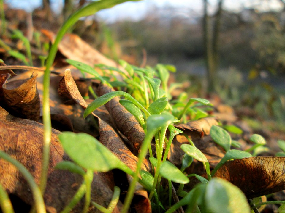 Gewöhnliches Tellerkraut oder Kubaspinat (Claytonia perfoliata)  - invasiv an der Böschung der A61 bei Hockenheim - eingeschleppt aus Nordamerika