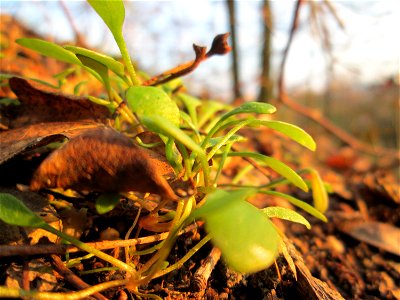 Gewöhnliches Tellerkraut oder Kubaspinat (Claytonia perfoliata)  - invasiv an der Böschung der A61 bei Hockenheim - eingeschleppt aus Nordamerika