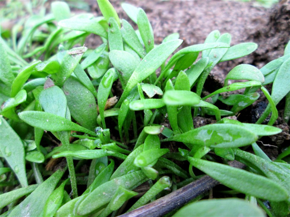 Gewöhnliche Tellerkraut oder Kuba-Spinat (Claytonia perfoliata) am Feldrand in Hockenheim - eingeschleppt aus Nordamerika, eignet sich als Salat-Gemüse