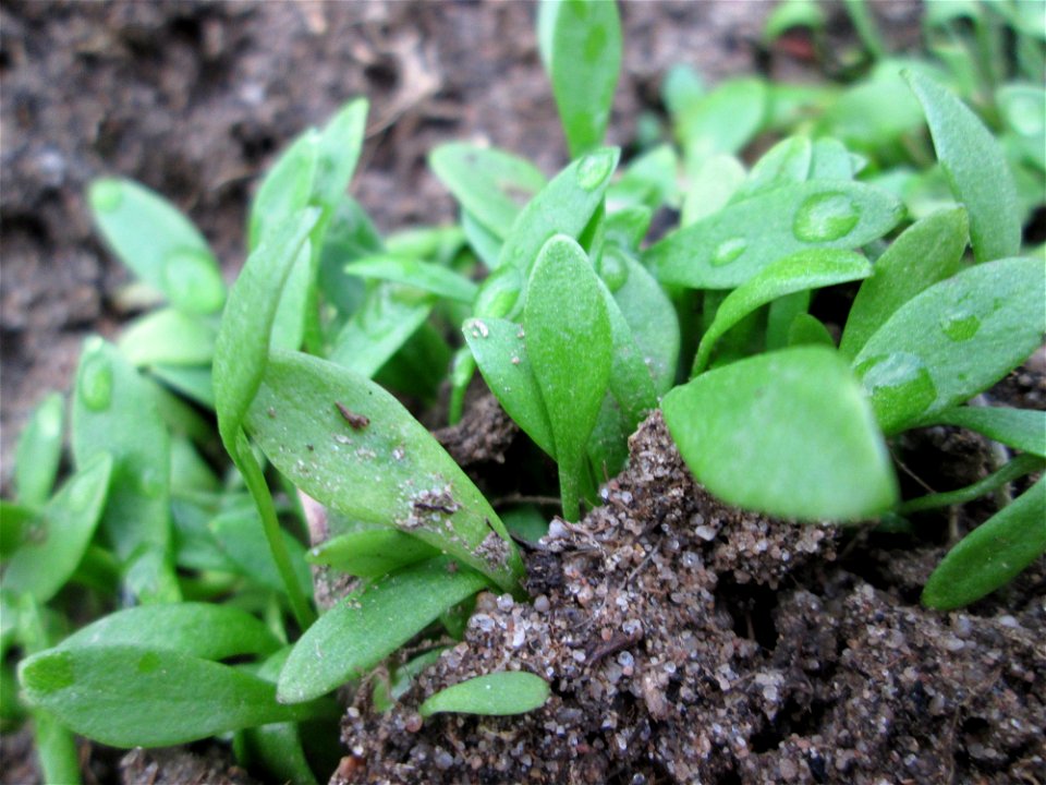 Gewöhnliche Tellerkraut oder Kuba-Spinat (Claytonia perfoliata) am Feldrand in Hockenheim - eingeschleppt aus Nordamerika, eignet sich als Salat-Gemüse