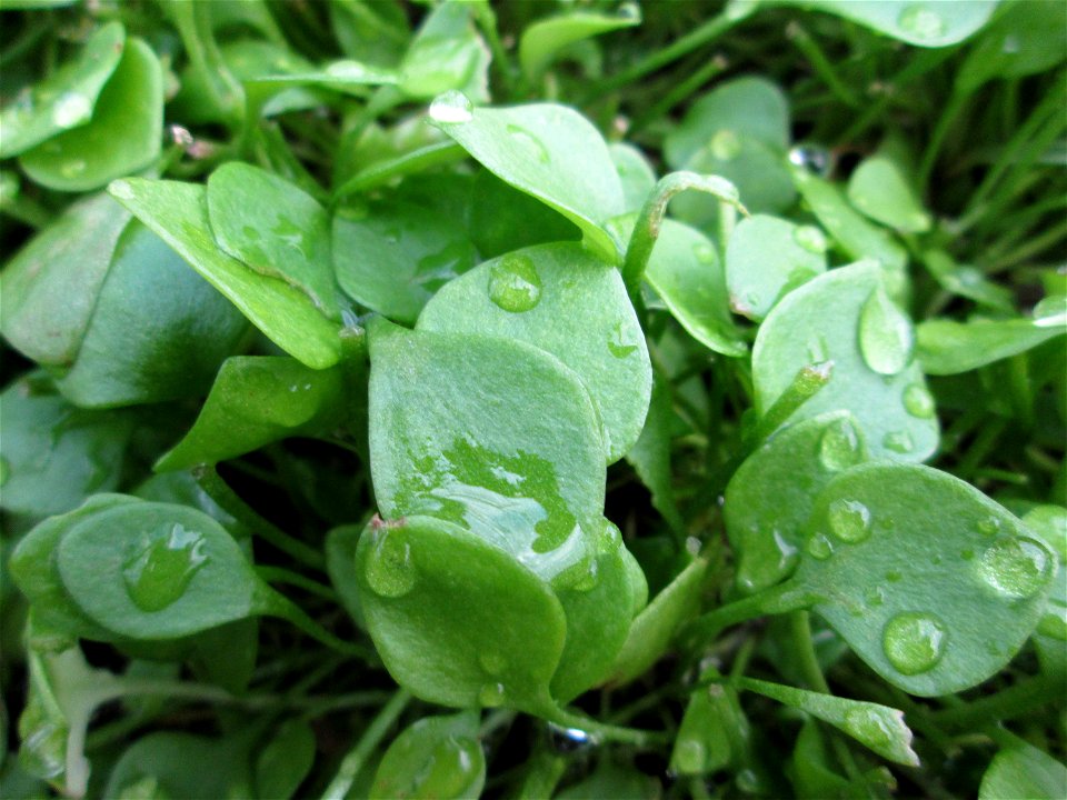 Gewöhnliche Tellerkraut oder Kuba-Spinat (Claytonia perfoliata) am Feldrand in Hockenheim - eingeschleppt aus Nordamerika, eignet sich als Salat-Gemüse