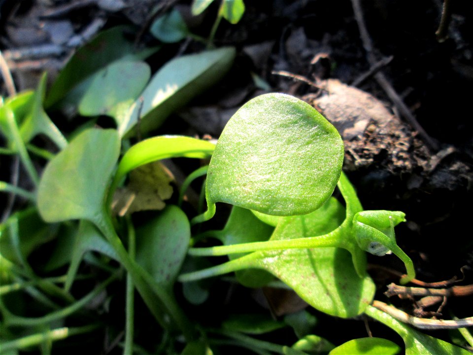 Gewöhnliche Tellerkraut (Claytonia perfoliata) in Hockenheim - eingeschleppt aus Nordamerika, eignet sich als Salat-Gemüse