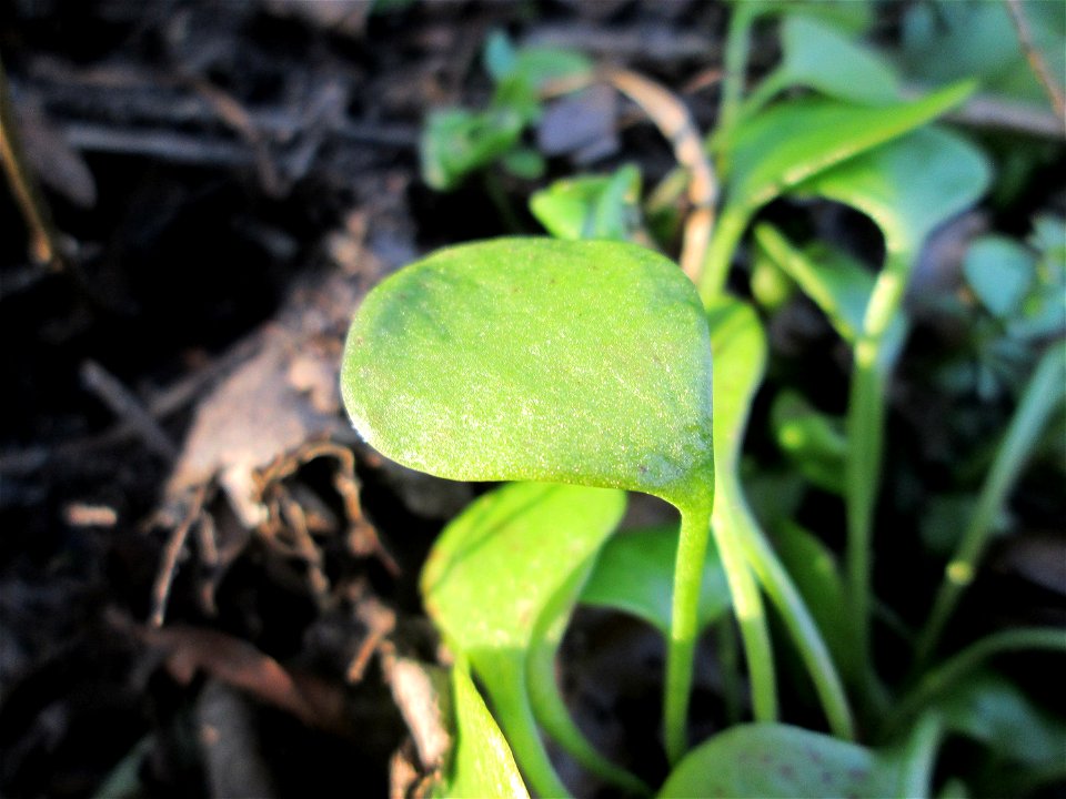 Gewöhnliche Tellerkraut oder Kubaspinat (Claytonia perfoliata) in Hockenheim - eingeschleppt aus Nordamerika, eignet sich als Salat-Gemüse - war eines der ersten Gemüse, das die Spanier seit der Entde
