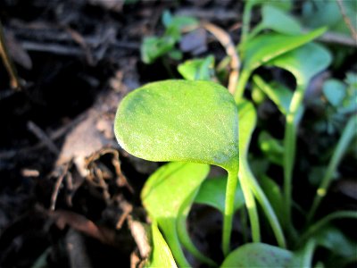 Gewöhnliche Tellerkraut oder Kubaspinat (Claytonia perfoliata) in Hockenheim - eingeschleppt aus Nordamerika, eignet sich als Salat-Gemüse - war eines der ersten Gemüse, das die Spanier seit der Entde