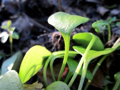 Gewöhnliche Tellerkraut oder Kubaspinat (Claytonia perfoliata) in Hockenheim - eingeschleppt aus Nordamerika, eignet sich als Salat-Gemüse - war eines der ersten Gemüse, das die Spanier seit der Entde