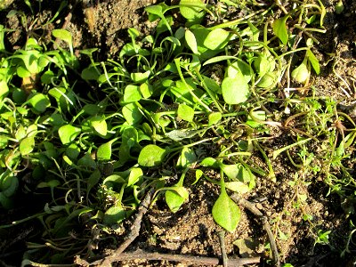 Gewöhnliches Tellerkraut oder Kubaspinat (Claytonia perfoliata) bei Reilingen - eingeschleppt aus Nordamerika