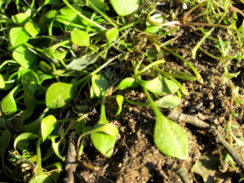 Gewöhnliches Tellerkraut oder Kubaspinat (Claytonia perfoliata) bei Reilingen - eingeschleppt aus Nordamerika
