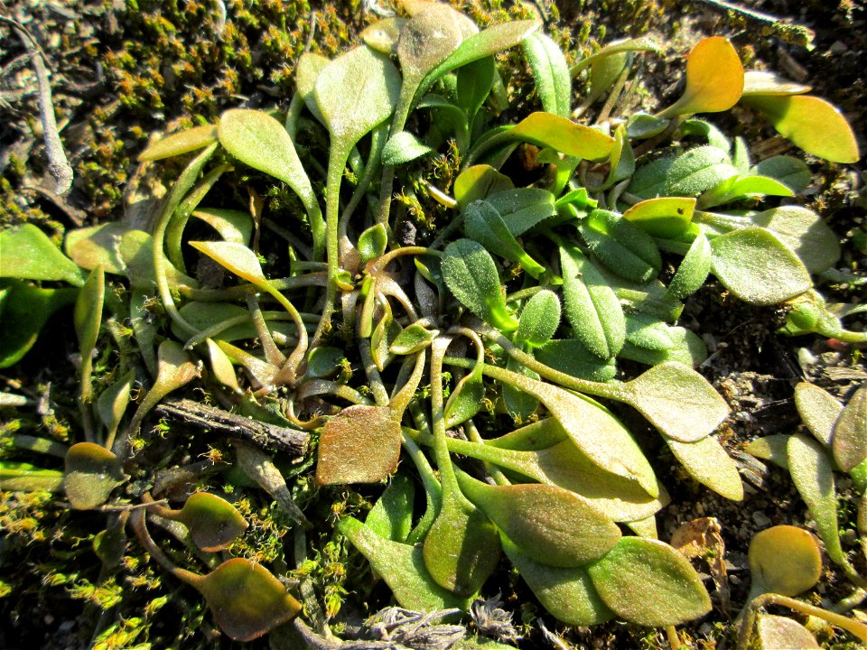 Gewöhnliches Tellerkraut oder Kubaspinat (Claytonia perfoliata) bei Reilingen - eingeschleppt aus Nordamerika