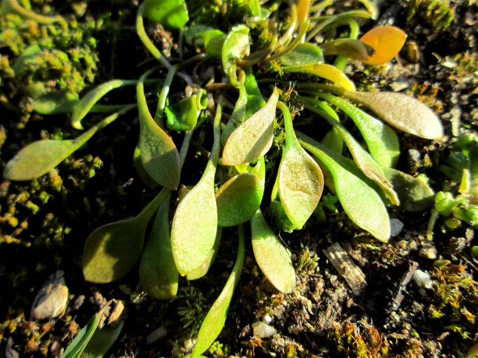 Gewöhnliches Tellerkraut oder Kubaspinat (Claytonia perfoliata) bei Reilingen - eingeschleppt aus Nordamerika
