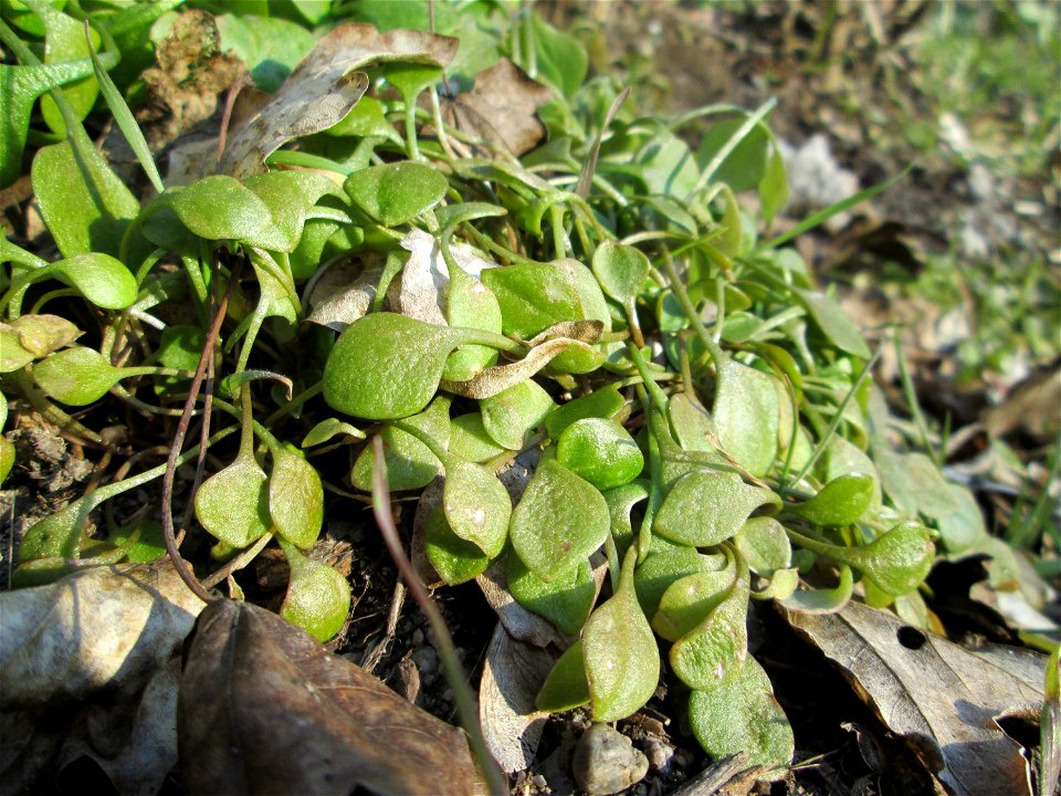 Gewöhnliches Tellerkraut oder Kubaspinat (Claytonia perfoliata)  - invasiv an der Böschung der A61 bei Hockenheim - eingeschleppt aus Nordamerika
