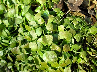 Gewöhnliches Tellerkraut oder Kubaspinat (Claytonia perfoliata)  - invasiv an der Böschung der A61 bei Hockenheim - eingeschleppt aus Nordamerika