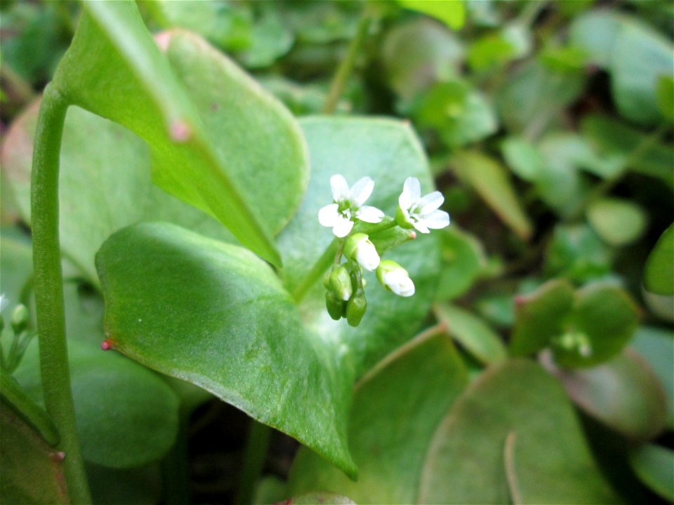 Gewöhnliches Tellerkraut oder Kubaspinat (Claytonia perfoliata) - invasiv nahe der Rheinbahn in Hockenheim