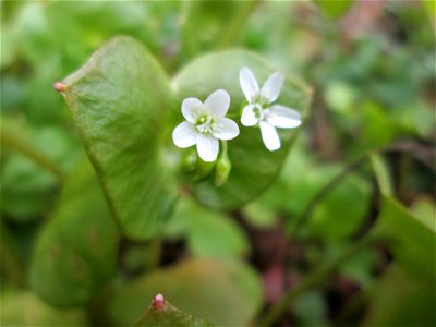 Gewöhnliches Tellerkraut oder Kubaspinat (Claytonia perfoliata) - invasiv nahe der Rheinbahn in Hockenheim