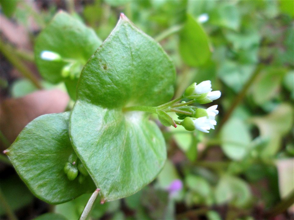 Gewöhnliches Tellerkraut oder Kubaspinat (Claytonia perfoliata) - invasiv nahe der Rheinbahn in Hockenheim