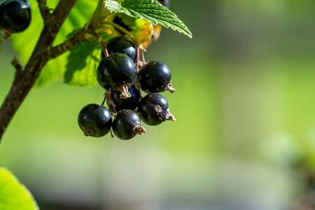 Healthy fruits berries
