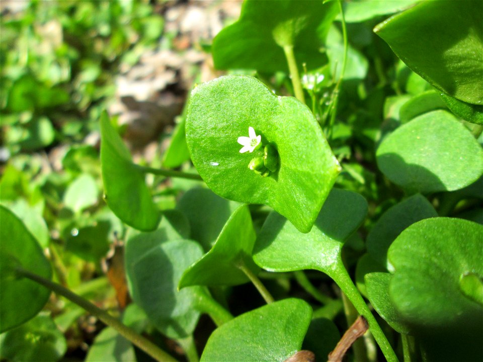 Gewöhnliches Tellerkraut oder Kubaspinat (Claytonia perfoliata) - invasiv in der Schwetzinger Hardt nahe der A61