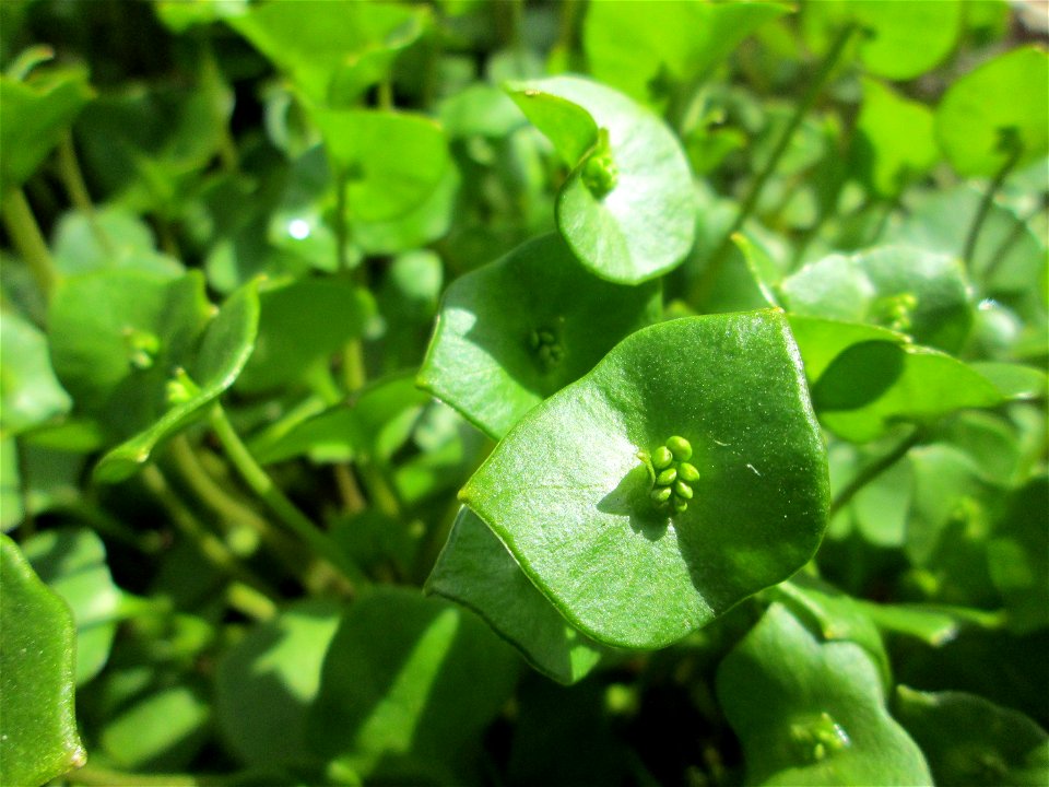 Gewöhnliches Tellerkraut oder Kubaspinat (Claytonia perfoliata) - invasiv in der Schwetzinger Hardt nahe der A61