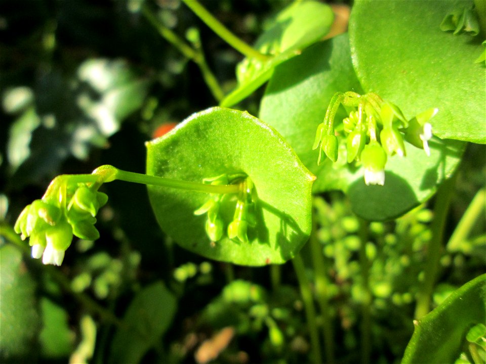 Gewöhnliches Tellerkraut oder Kubaspinat (Claytonia perfoliata) in Hockenheim