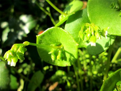 Gewöhnliches Tellerkraut oder Kubaspinat (Claytonia perfoliata) in Hockenheim