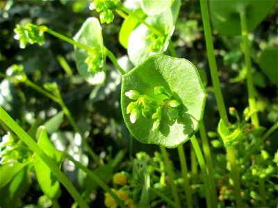 Gewöhnliches Tellerkraut oder Kubaspinat (Claytonia perfoliata) in Hockenheim