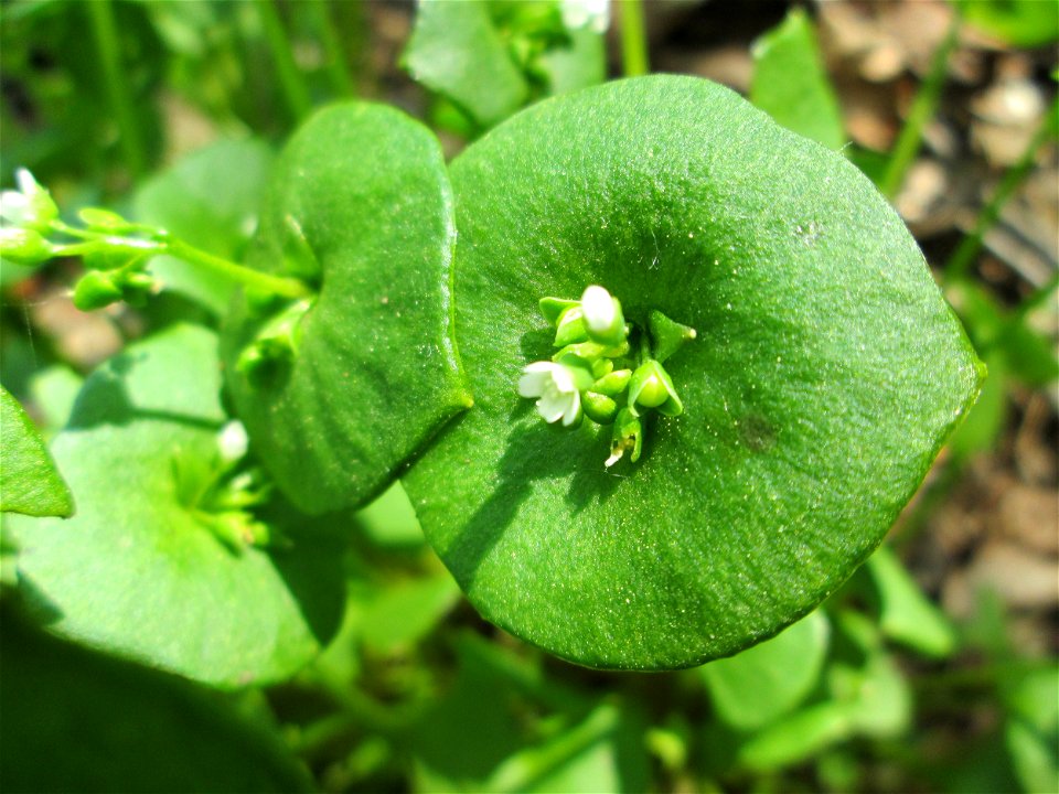 Gewöhnliches Tellerkraut oder Kubaspinat (Claytonia perfoliata) - invasiv in der Schwetzinger Hardt nahe der A61