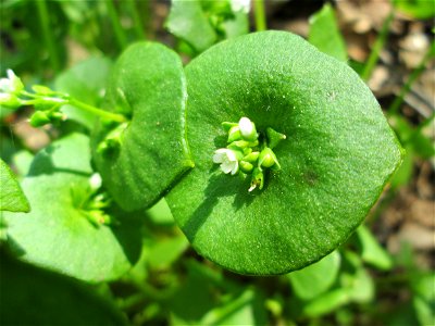 Gewöhnliches Tellerkraut oder Kubaspinat (Claytonia perfoliata) - invasiv in der Schwetzinger Hardt nahe der A61