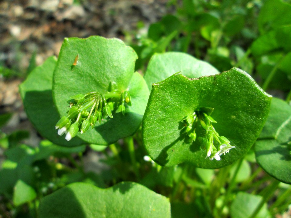 Gewöhnliches Tellerkraut oder Kubaspinat (Claytonia perfoliata) - invasiv in der Schwetzinger Hardt nahe der A61