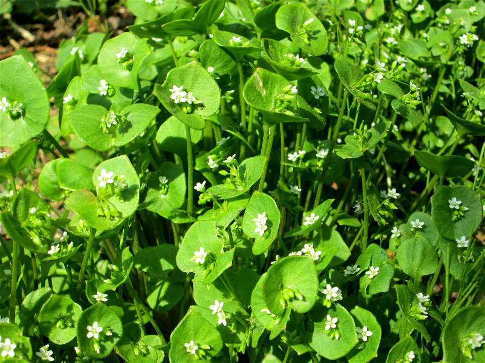 Gewöhnliches Tellerkraut oder Kubaspinat (Claytonia perfoliata) - invasiv in der Schwetzinger Hardt nahe der A61