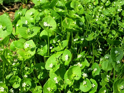 Gewöhnliches Tellerkraut oder Kubaspinat (Claytonia perfoliata) - invasiv in der Schwetzinger Hardt nahe der A61