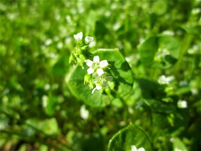 Gewöhnliches Tellerkraut oder Kubaspinat (Claytonia perfoliata) - invasiv in der Schwetzinger Hardt nahe der A61