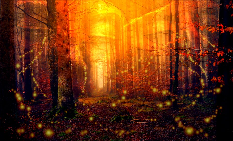 Eyes of the forest tear tears
