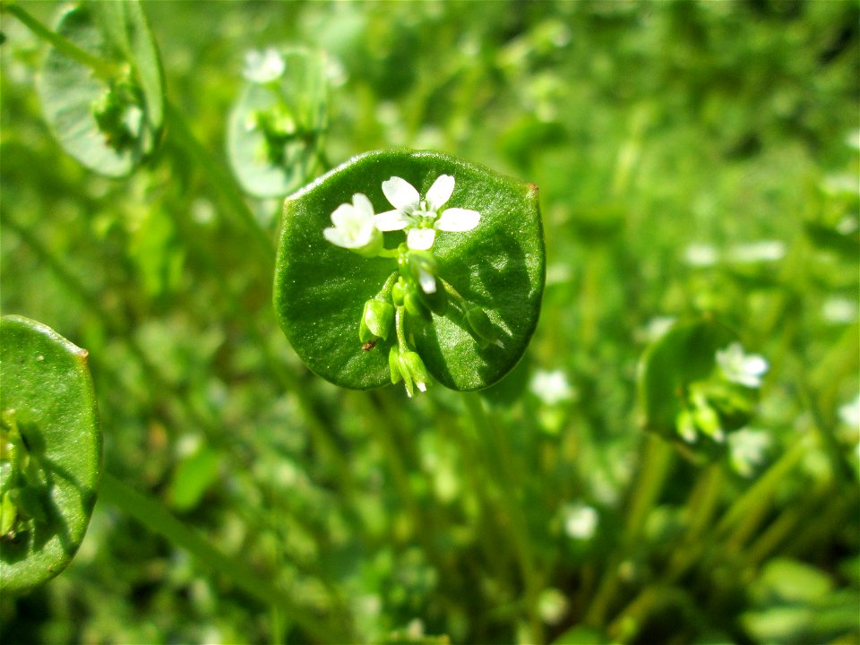 Gewöhnliches Tellerkraut oder Kubaspinat (Claytonia perfoliata) - invasiv in der Schwetzinger Hardt nahe der A61