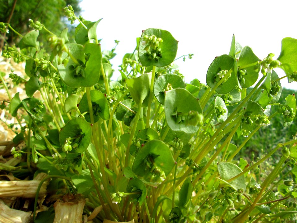 Gewöhnliches Tellerkraut oder Kubaspinat (Claytonia perfoliata) in Hockenheim