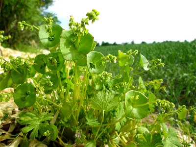 Gewöhnliches Tellerkraut oder Kubaspinat (Claytonia perfoliata) in Hockenheim