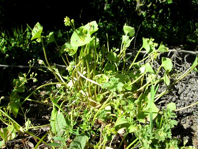 Gewöhnliches Tellerkraut oder Kubaspinat (Claytonia perfoliata) bei Reilingen - eingeschleppt aus Nordamerika