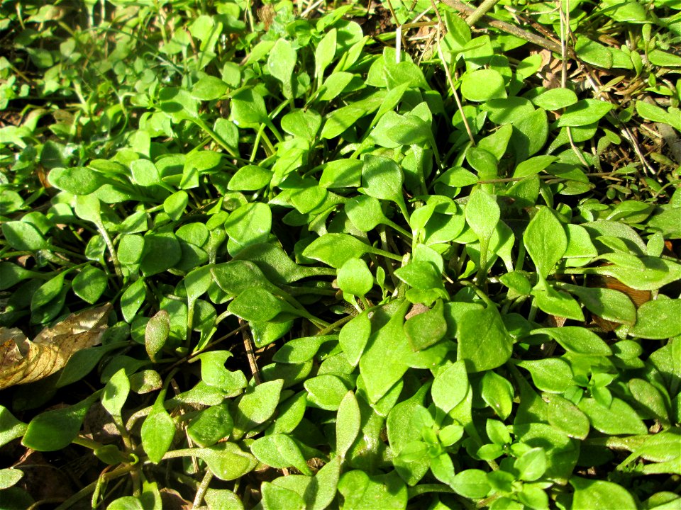 Gewöhnliches Tellerkraut oder Kubaspinat (Claytonia perfoliata)  - invasiv an der Böschung der A61 bei Hockenheim - eingeschleppt aus Nordamerika