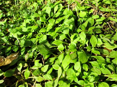 Gewöhnliches Tellerkraut oder Kubaspinat (Claytonia perfoliata)  - invasiv an der Böschung der A61 bei Hockenheim - eingeschleppt aus Nordamerika