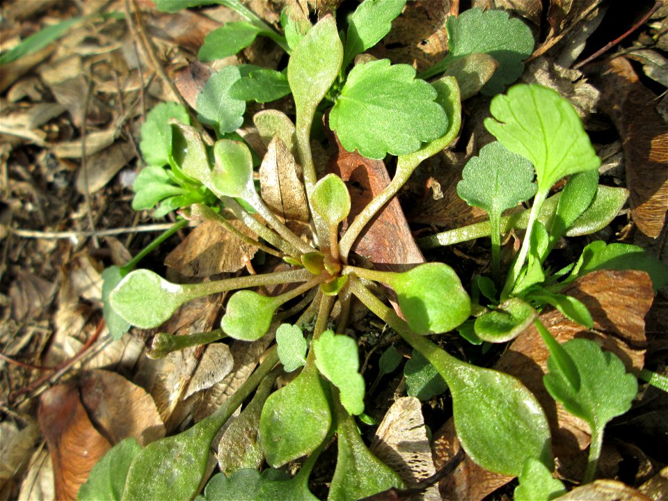 Gewöhnliches Tellerkraut oder Kubaspinat (Claytonia perfoliata)  - invasiv an der Böschung der A61 bei Hockenheim - eingeschleppt aus Nordamerika