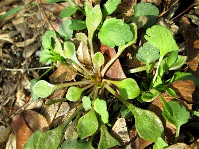 Gewöhnliches Tellerkraut oder Kubaspinat (Claytonia perfoliata)  - invasiv an der Böschung der A61 bei Hockenheim - eingeschleppt aus Nordamerika