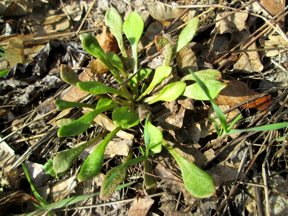 Gewöhnliches Tellerkraut oder Kubaspinat (Claytonia perfoliata)  - invasiv an der Böschung der A61 bei Hockenheim - eingeschleppt aus Nordamerika