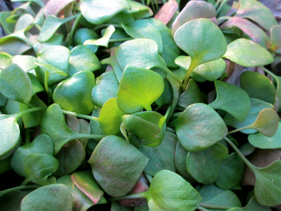 Gewöhnliches Tellerkraut oder Kubaspinat (Claytonia perfoliata) - invasiv in der Schwetzinger Hardt