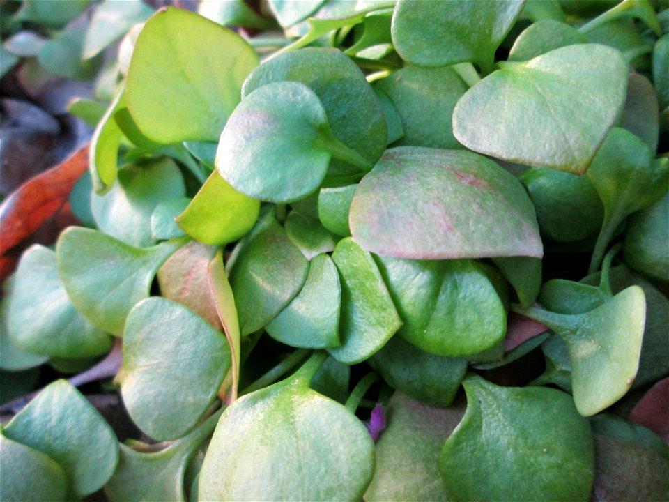 Gewöhnliches Tellerkraut oder Kubaspinat (Claytonia perfoliata) - invasiv in der Schwetzinger Hardt