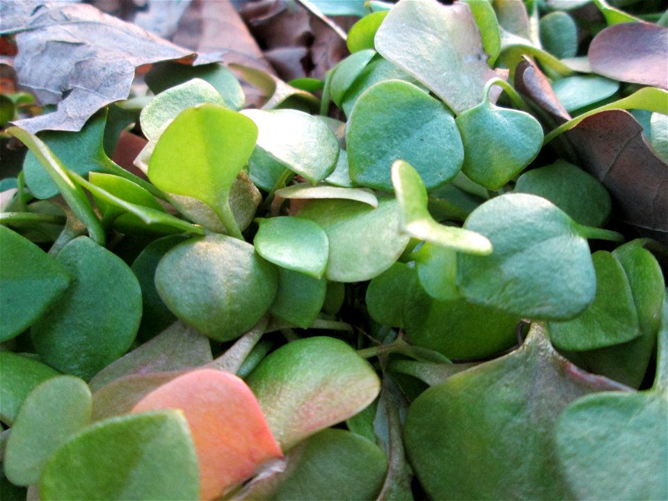 Gewöhnliches Tellerkraut oder Kubaspinat (Claytonia perfoliata) - invasiv in der Schwetzinger Hardt
