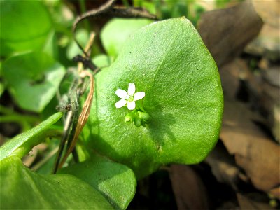 Gewöhnliches Tellerkraut oder Kubaspinat (Claytonia perfoliata) in Hockenheim